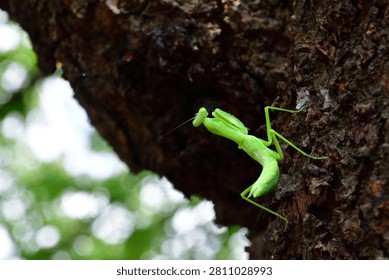 Close-Up of a Praying Mantis on Tree Bark