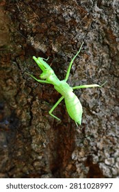 Close-Up of a Praying Mantis on Tree Bark