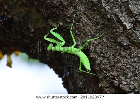 Close-Up of a Praying Mantis on Tree Bark