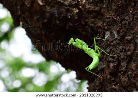 Close-Up of a Praying Mantis on Tree Bark