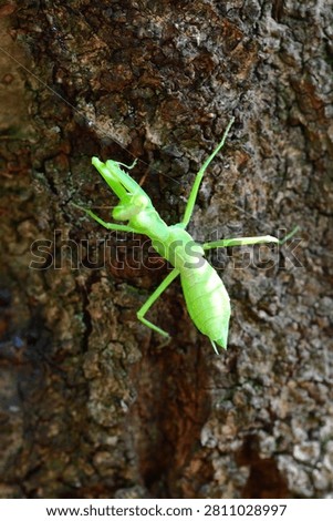 Close-Up of a Praying Mantis on Tree Bark