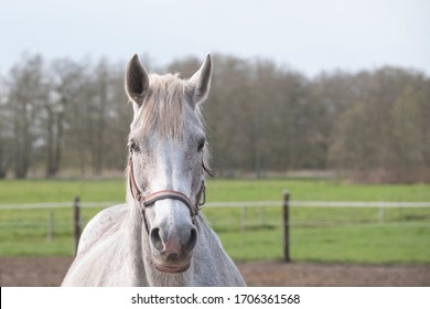 A close-up of a pregnant grey horse standing on a field, looking straight into camera, selective focus.