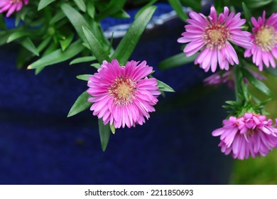 Close-up Of Pretty Aster Novi Belgii Flowers In A Blue Planter, Copy Space, Side View