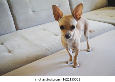 Closeup Of A Pretty Chihuahua Dog Standing On A Couch