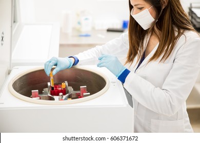 Closeup Of A Pretty Female Chemist Setting Up Some Sample Blood Tubes Inside A Centrifuge For Some Test In A Lab