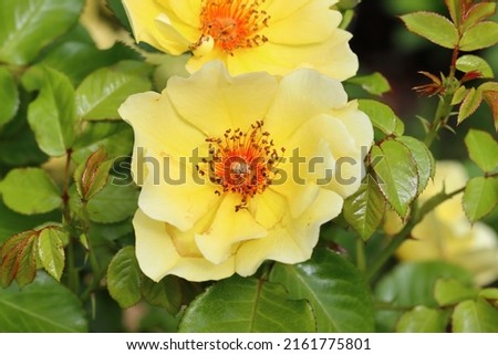 close-up of a pretty golden yellow flower of the Persian rose ducat mella [[stock_photo]] © 