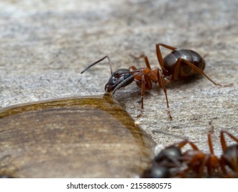 3,171 Black Carpenter Ant Images, Stock Photos & Vectors | Shutterstock