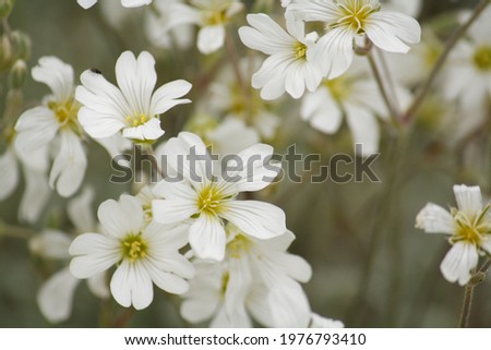 Close-up of pretty white cerastium tomentosum flowers in late spring. Also known as Snow-in-Summer.