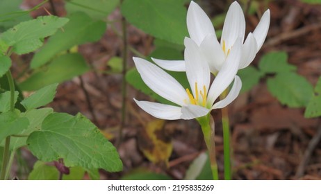 Closeup Of Pretty Wild Sanguinaria Bloodroot Plant.