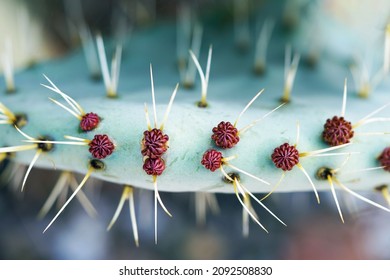 Closeup of a prickly pear cactus with green flesh, brown pods and white spines                               