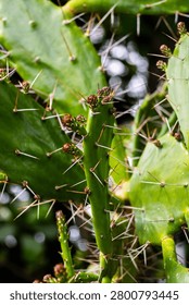 Close-up of prickly pear cactus with sharp spines and new buds
