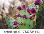 Close-up of a prickly pear cactus with vibrant purple fruits and sharp yellow spines.