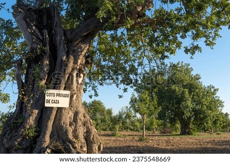 Close-up of a private hunting preserve sign written in Spanish, in a field of carob trees, Ceratonia siliqua, in the interior of the island of Mallorca at sunset. Spain