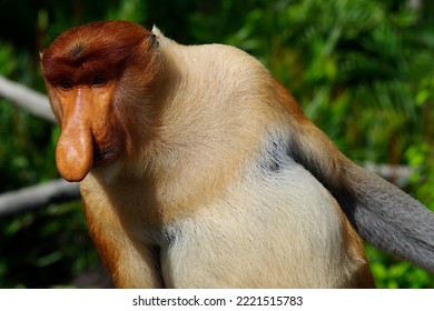 Close-up Of A Proboscis Monkey Looking At Something Behind Me. Or Is He Pretending Not To See Me? He Is So Cute With His Coat And His Nose. Taken In Labuk Bay, Sabah, Borneo, In September 2018.