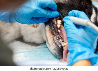 close-up procedure of professional teeth removing dog in a veterinary clinic. Anesthetized dog on surgical table. Pet healthcare concept. - Shutterstock ID 2216540421