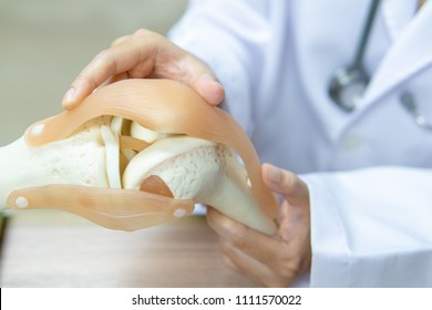 Closeup, Professional Doctor Pointed On Area Of Model Knee Joint. Medical And Orthopedic Concept. Image With Copy Space