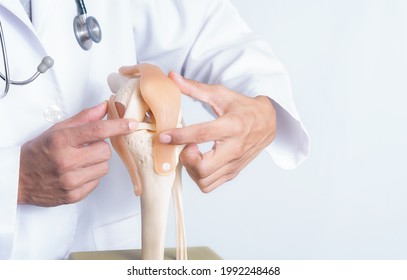 Closeup, Professional Doctor Pointed On Area Of Model Knee Joint. Medical And Orthopedic Concept. Image With A Soft Focus, Copy Space