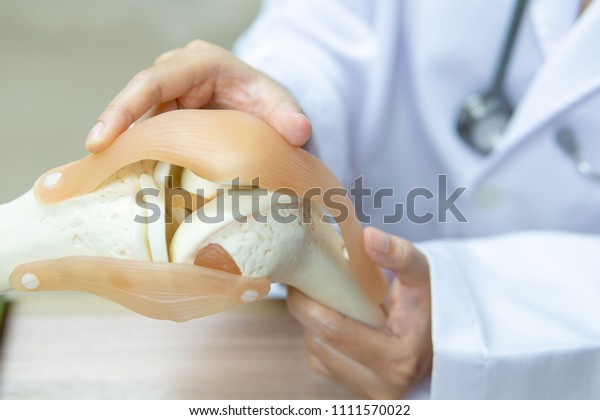 Closeup,\
Professional Doctor pointed on area of model knee joint. medical\
and orthopedic concept. Image with copy\
space