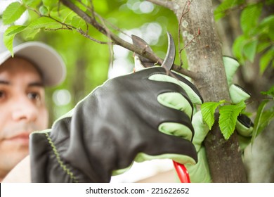 Close-up Of A Professional Gardener Pruning A Tree