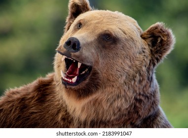 A Close-up With The Profile Of An Aggressive Bear