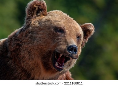 A Close-up With The Profile Of An Aggressive Bear, Wild, Nature