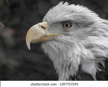 Close-up Profile Of A Bald Eagle  In Laguna Atascosa National Wildlife Refuge.