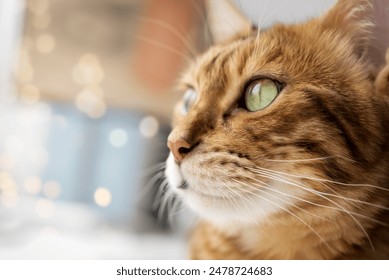 Close-up profile of a Bengal cat with green eyes directed to the side against a blurred background. Copy space. - Powered by Shutterstock