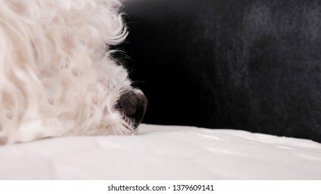 Closeup Profile Of Bichon Frise  In Bed 