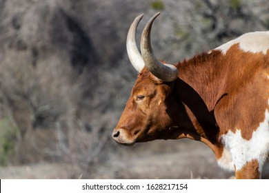 Closeup profile of large brown and white Longhorn bull with long, sharp horns on a sunny, winter afternoon.