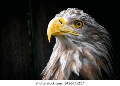 Close-up profile of a majestic Bald Eagle - Powered by Shutterstock