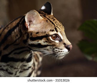 563 Leopardus pardalis Images, Stock Photos & Vectors | Shutterstock