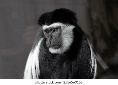 A close-up profile portrait of a Guerez. (Colobus guereza) - Powered by Shutterstock