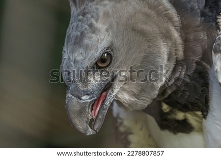 Close-up profile portrait of a harpy eagle. The American harpy eagle (Harpia harpyja) lives in the tropical lowland rainforests of America. It's a Near Threatened species.