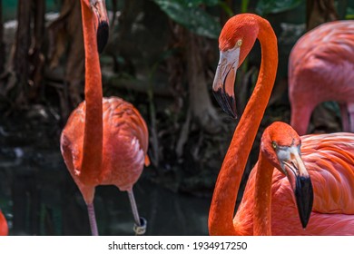 19,852 Caribbean Flamingo Images, Stock Photos & Vectors | Shutterstock