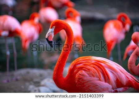 Closeup profile portrait of a pink flamingo. A group of flamingoes. Pink flamingos against green background. Phoenicopterus roseus, flamingo family.