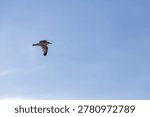 A close-up profile shot of a seagull in full flight against a clear, pale blue sky. The bird