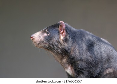 Close-up profile of a Tasmanian Devil (Sarcophilus harrisii) standing alert. These  native Australian carnivorous marsupials have been declared an endangered species and are declining in numbers.