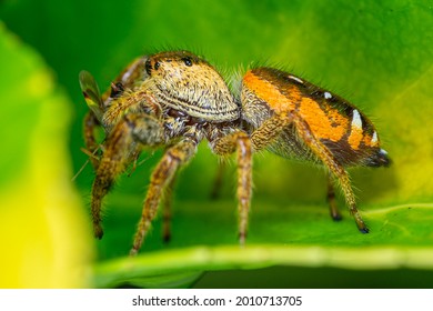 A close-up profile view of an adult female Emerald Jumping Spider (Paraphidippus aurantius) sitting on a leaf eating a winged instect.