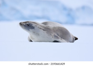 Closeup Profile View Of Crabeater Seal On An Ice Sheet In Antarctica With Head Raised Looking Into Distance