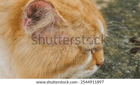 Close-up profile view of a ginger and white cat's face.