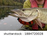 A closeup profile view of a muskie fish head as it is held horizontally by a gloved hand against calm water on a cloudy day