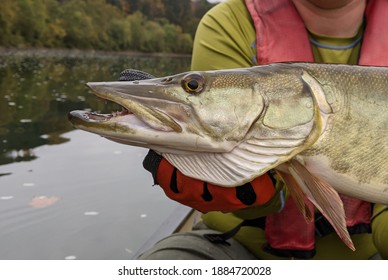 A closeup profile view of a muskie fish head as it is held horizontally by a gloved hand against calm water on a cloudy day - Shutterstock ID 1884720028