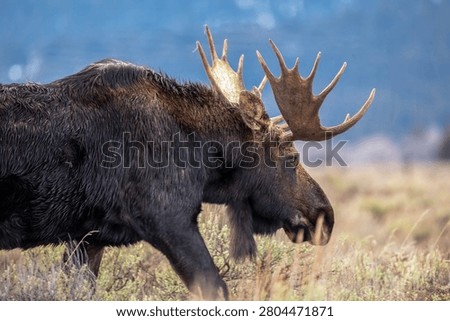 Close-up profile view of a powerful wild bull moose (Alces alces) with massive antlers walking through an autumn meadow.