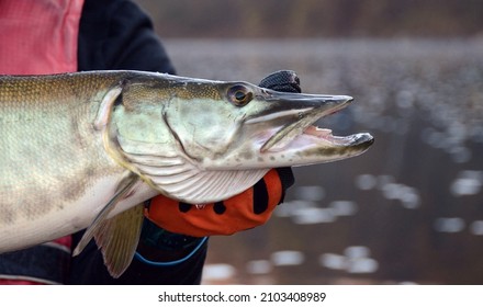 A closeup profile view of a silvery muskie fish head as it is held horizontally by a gloved hand on a cloudy day on dark water background - Shutterstock ID 2103408989