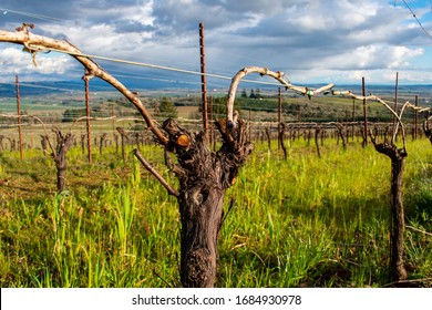 A Closeup Of A Pruned Trunk Of A Grape Vine With Rows And Grass Behind It, And The Wire Trellis With Vine Branches. 