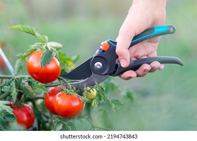 Close-up pruner in hand. Cuts ripe red tomatoes. Cutting tomatoes. Using a garden tool. Copy space - Powered by Shutterstock