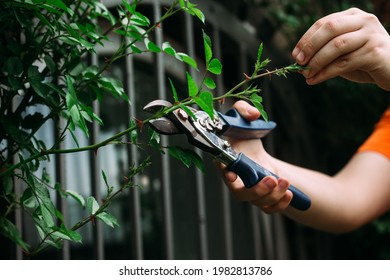 Close-up Pruning Of Climbing Roses