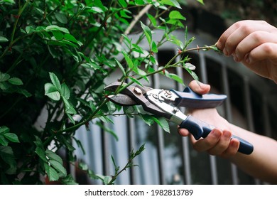 Close-up Pruning Of Climbing Roses