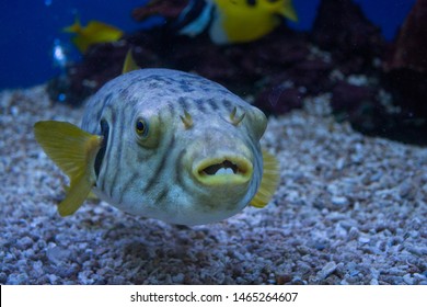 blue blowfish