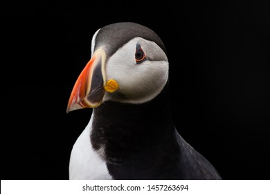 A close-up of a Puffin